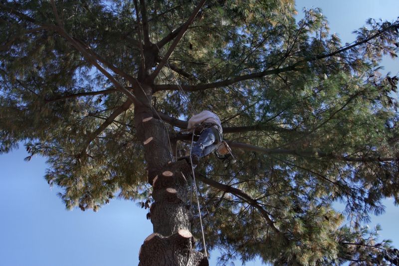 Large Tree Maintenance