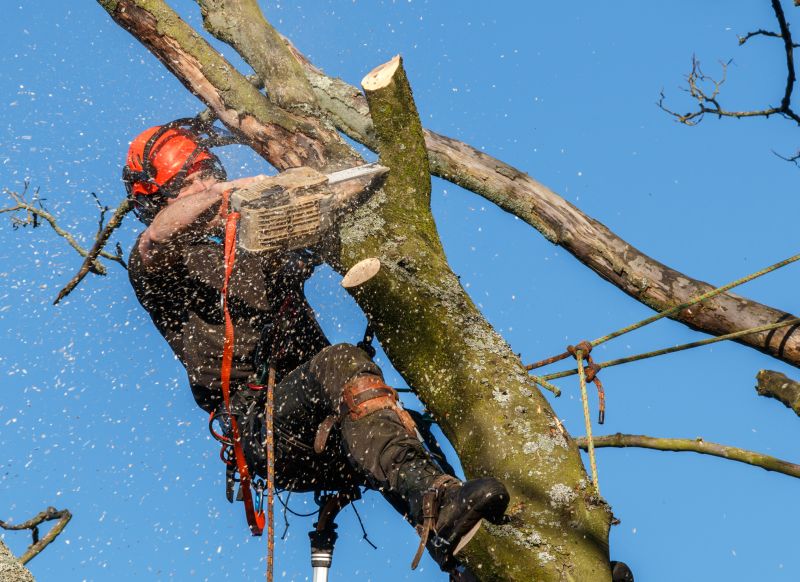 Large Tree Trimming