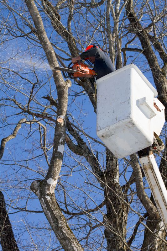 Seasonal Tree Care