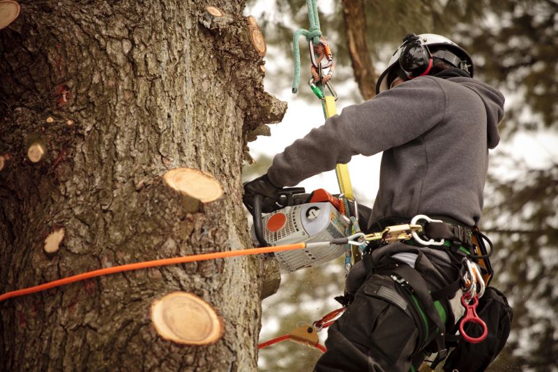 Tree Trimming in Action