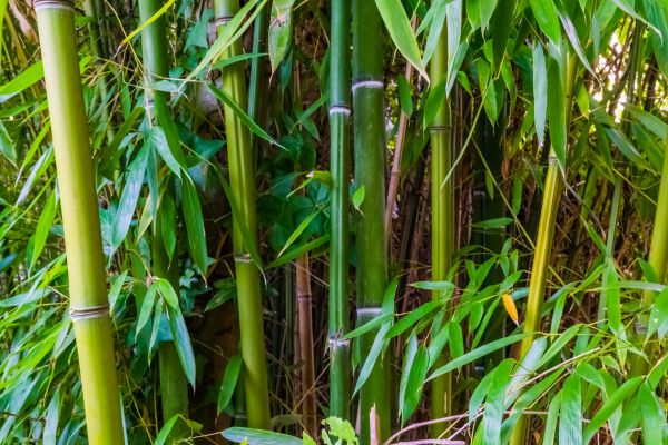 Bamboo Trimming in Clarksville
