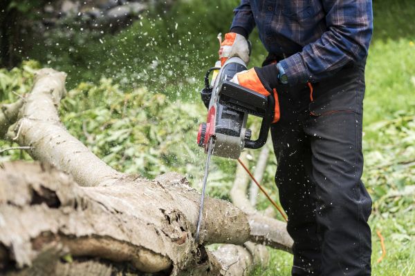 Branch Removal Service in Clarksville