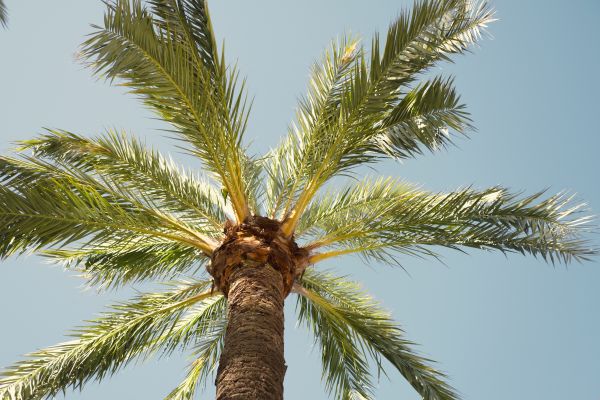 Palm Tree Pruning in Clarksville
