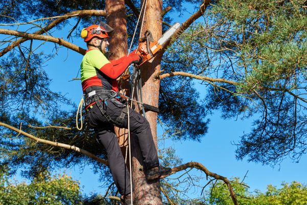 Tree Service in Clarksville