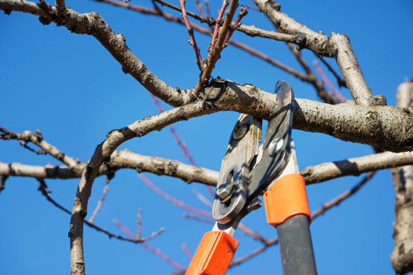 Tree Shearing in Clarksville