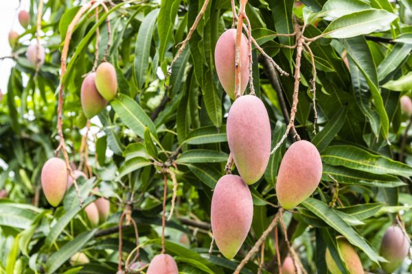 Mango Tree Trimming in Clarksville