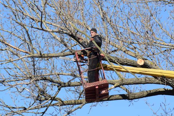 Emergency Tree Trimming in Clarksville