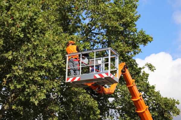 Commercial Tree Service in Clarksville