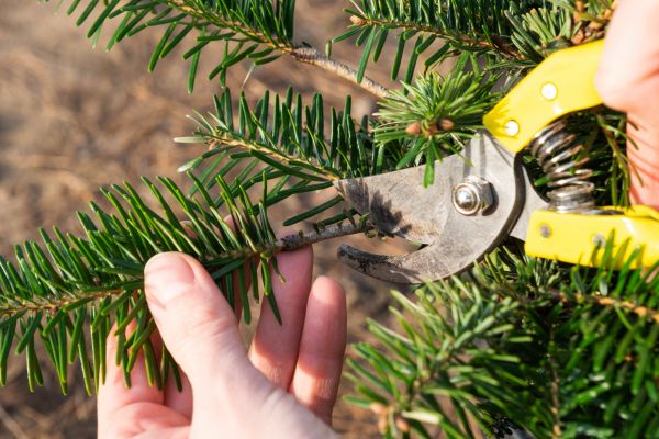 Pine Tree Pruning in Clarksville