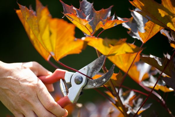 Maple Tree Pruning in Clarksville