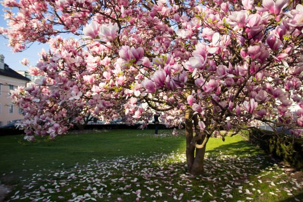 Magnolia Tree Pruning in Clarksville