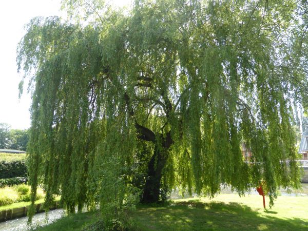 Willow Tree Trimming in Clarksville