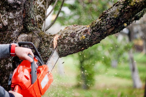 Tree Limbs Removal in Clarksville