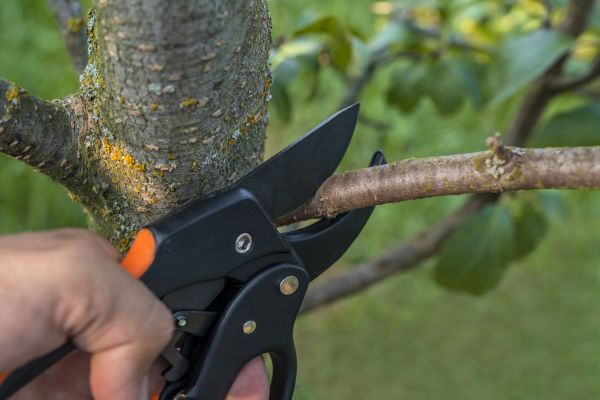 Tree Limb Cutting in Clarksville