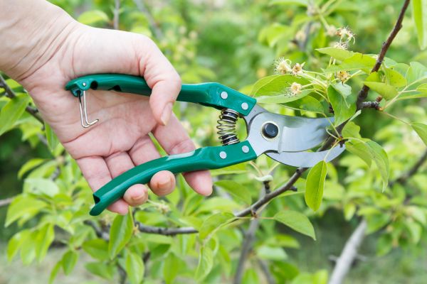 Pear Tree Pruning in Clarksville