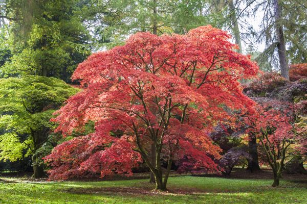 Japanese Maple Pruning in Clarksville