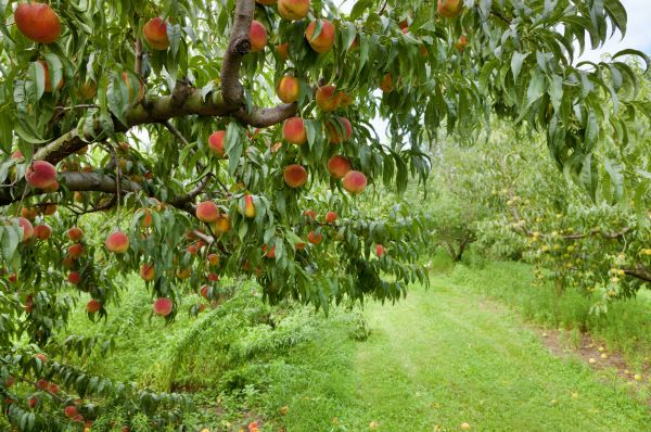Peach Tree Pruning in Clarksville