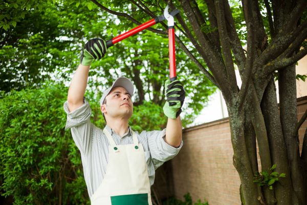 Tree Limb Pruning in Clarksville