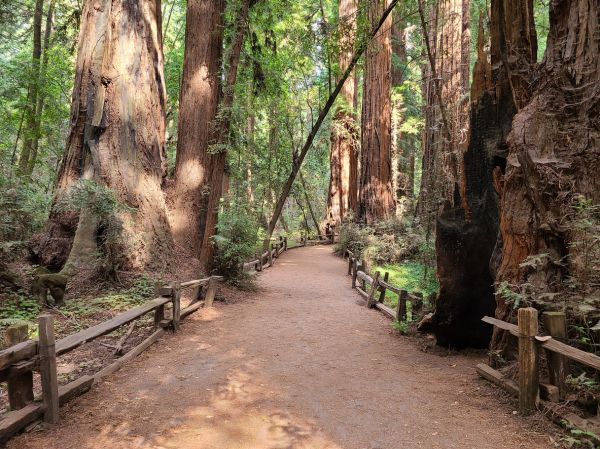 Redwood Tree Pruning in Clarksville