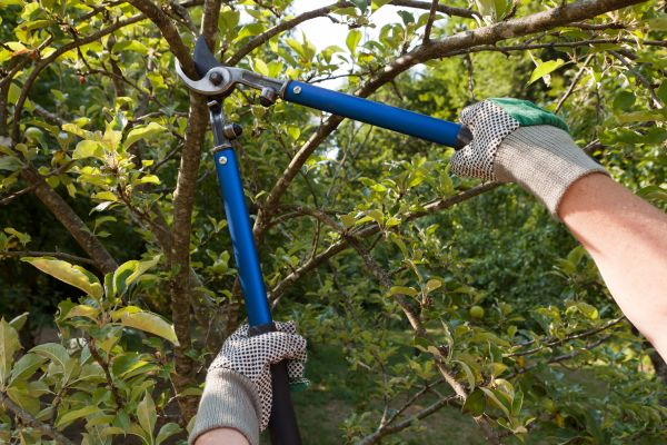 Residential Tree Pruning in Clarksville