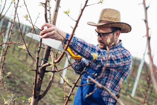 Orchard Tree Pruning in Clarksville