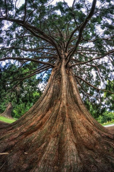 Cedar Tree Pruning in Clarksville