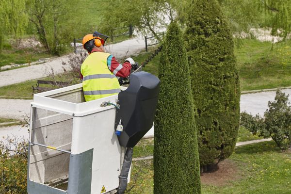 Cypress Tree Pruning in Clarksville