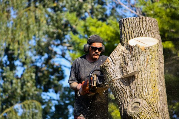 Ash Tree Pruning in Clarksville