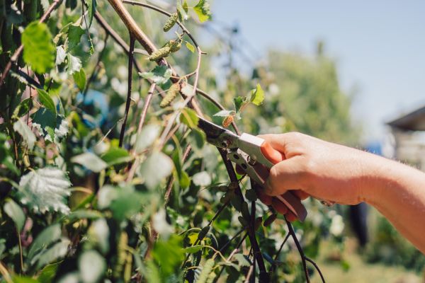 Birch Tree Pruning in Clarksville