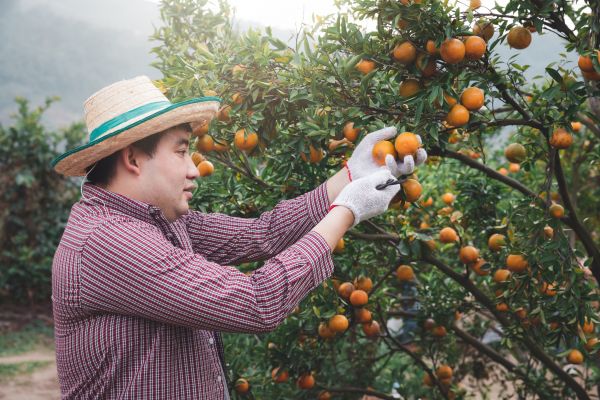 Orange Tree Pruning in Clarksville