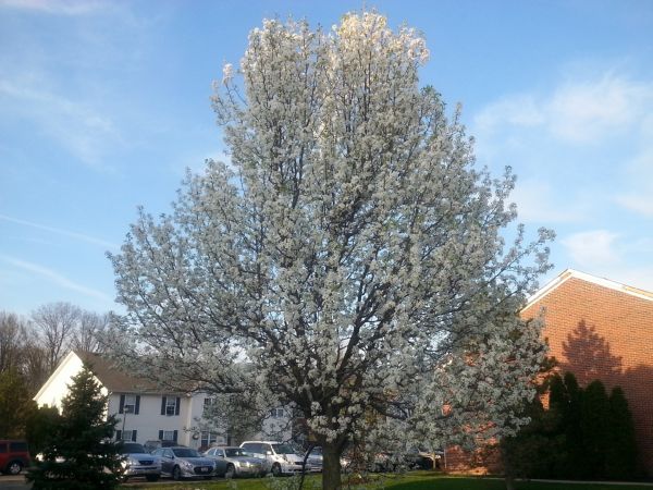 Bradford Pear Tree Pruning in Clarksville