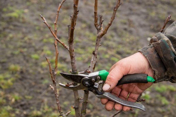 Pear Trees Pruning in Clarksville