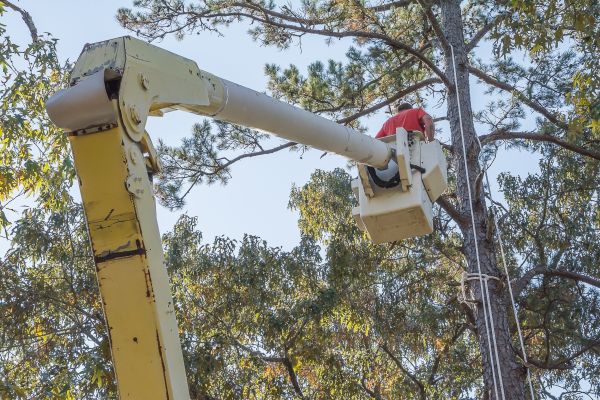 Limbs Trimming in Clarksville