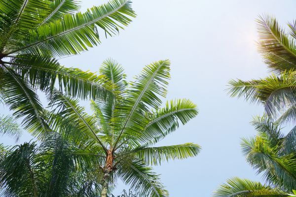 Queen Palm Tree Trimming in Clarksville