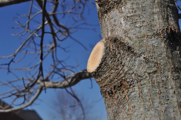 Limb Pruning in Clarksville