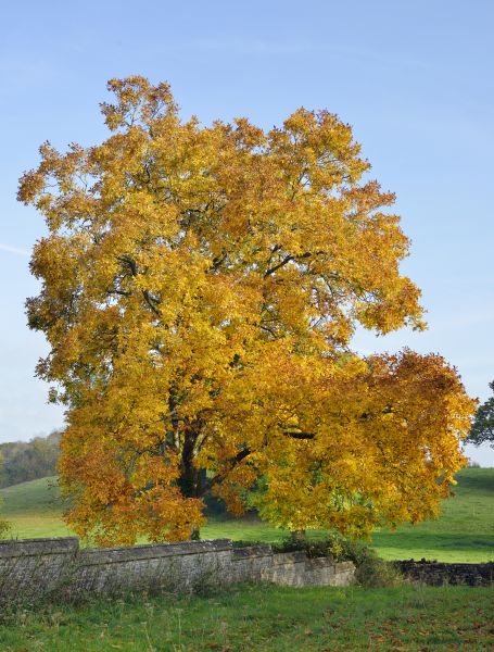 Hickory Tree Trimming in Clarksville