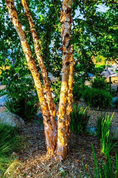 River Birch Trimming in Clarksville