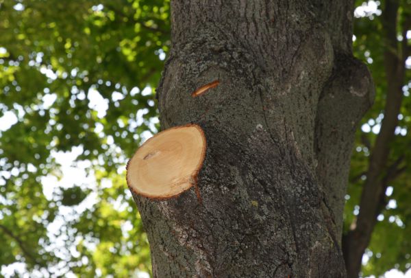 Limb Cutting in Clarksville