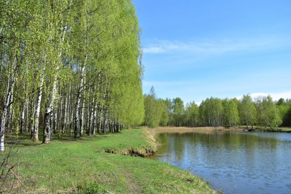 River Birch Pruning in Clarksville