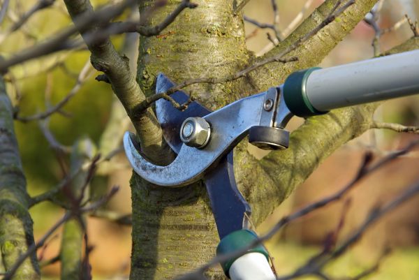 Tree Limb Trimming Service in Clarksville