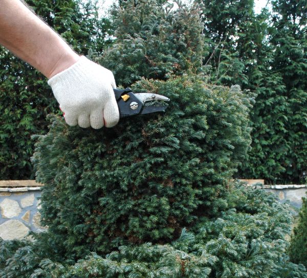 Ornamental Tree Trimming in Clarksville