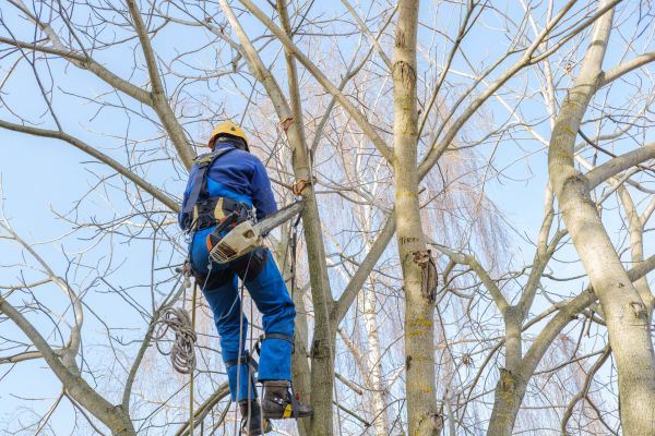 Large Tree Trimming in Clarksville