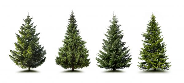 Pine Tree Trimming in Clarksville